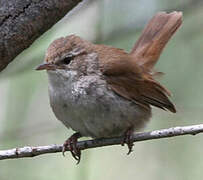 Cetti's Warbler