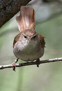 Cetti's Warbler