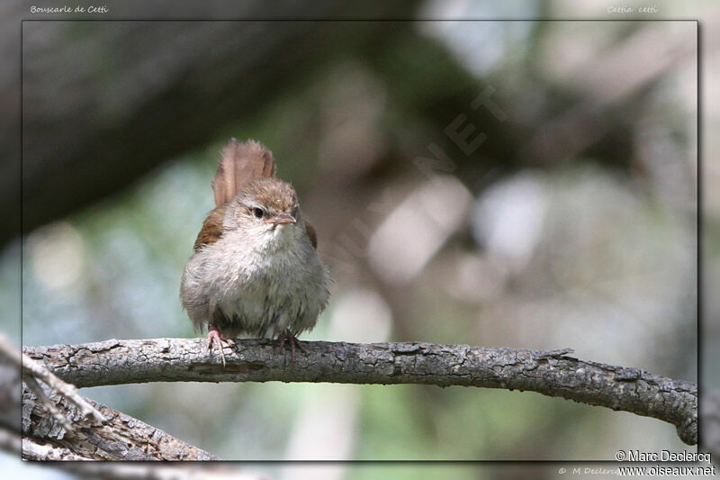 Cetti's Warbler, identification