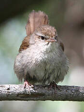 Bouscarle de Cetti