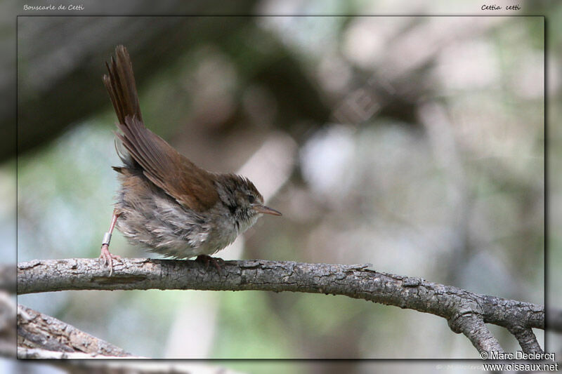 Bouscarle de Cetti, identification