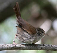 Bouscarle de Cetti