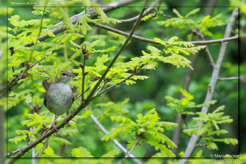 Cetti's Warbler