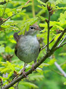 Cetti's Warbler