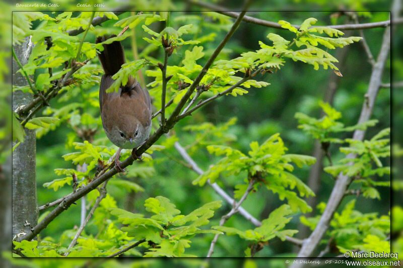 Bouscarle de Cetti, identification