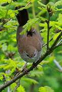 Cetti's Warbler