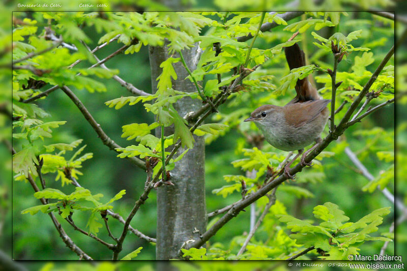 Cetti's Warbler, identification