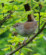 Cetti's Warbler