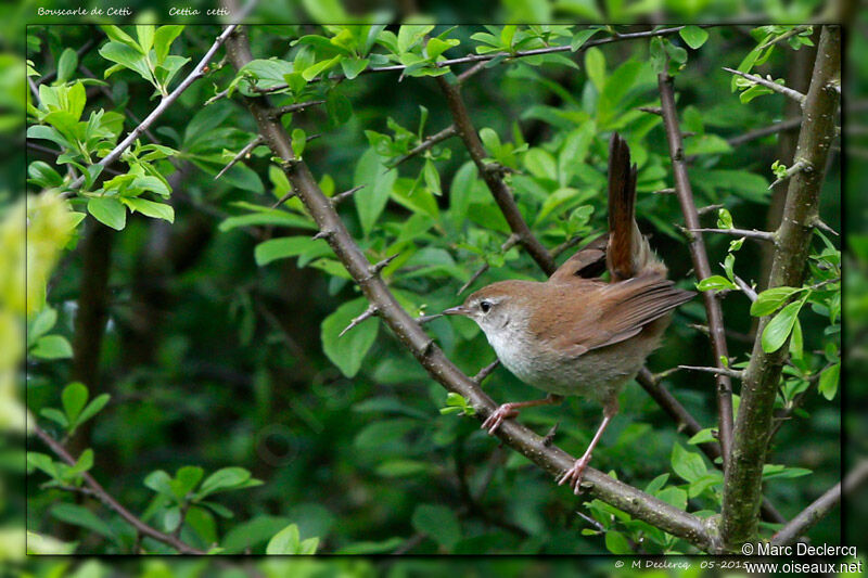 Cetti's Warbler, identification