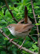 Cetti's Warbler