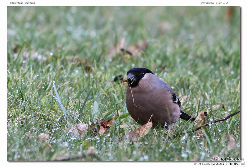 Eurasian Bullfinch, identification