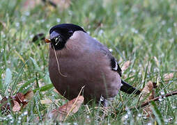 Eurasian Bullfinch