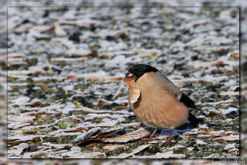 Eurasian Bullfinch female, identification, feeding habits