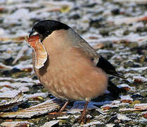 Eurasian Bullfinch