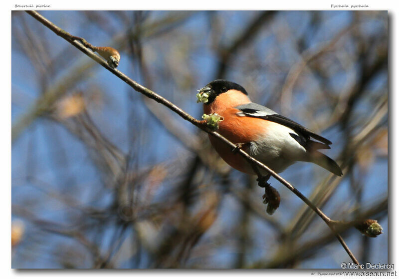 Eurasian Bullfinch male, identification, feeding habits