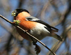 Eurasian Bullfinch