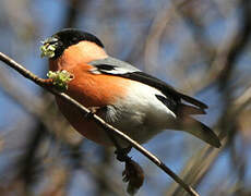 Eurasian Bullfinch