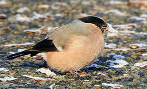 Eurasian Bullfinch