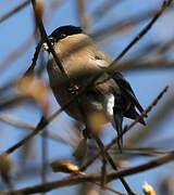 Eurasian Bullfinch