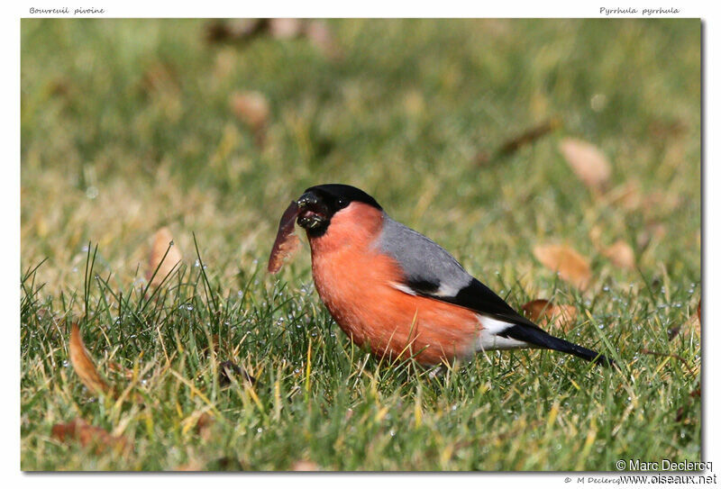 Eurasian Bullfinch, identification, feeding habits