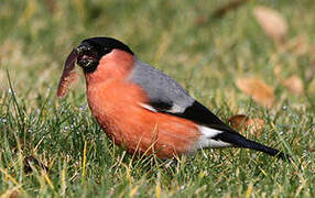 Eurasian Bullfinch