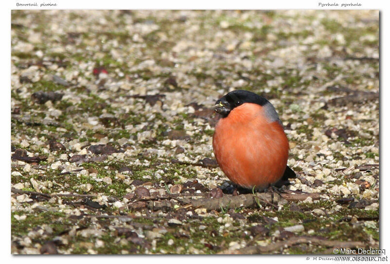 Eurasian Bullfinch, identification