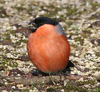 Eurasian Bullfinch