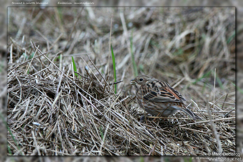 Bruant à calotte blanche, identification, régime