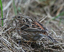 Pine Bunting