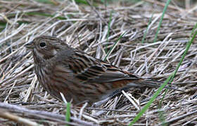 Pine Bunting