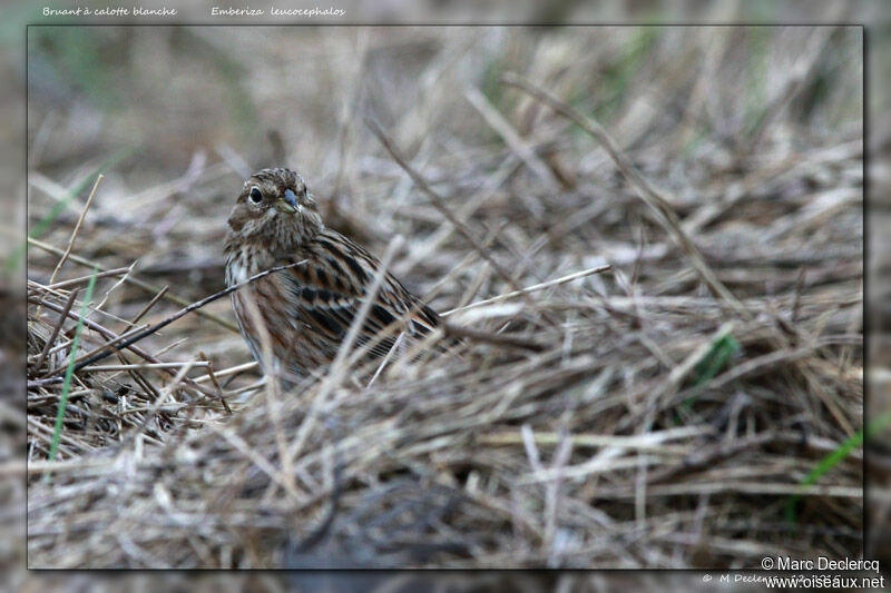 Pine Bunting, identification