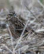 Pine Bunting