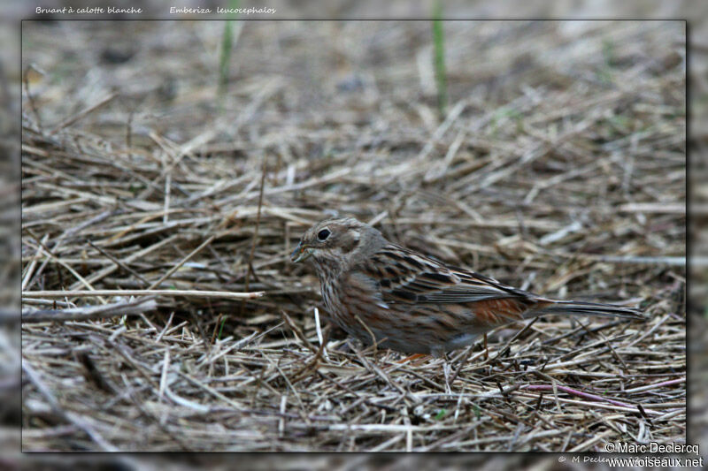 Pine Bunting, identification