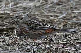 Pine Bunting