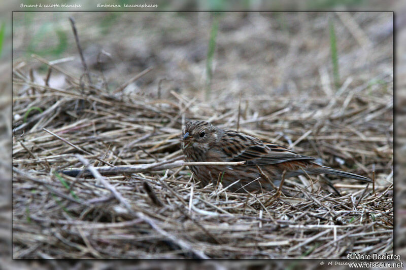 Pine Bunting