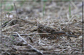 Pine Bunting