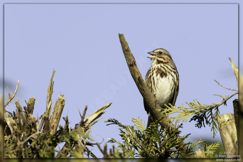 Song Sparrow