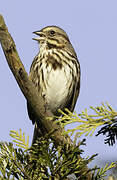 Song Sparrow