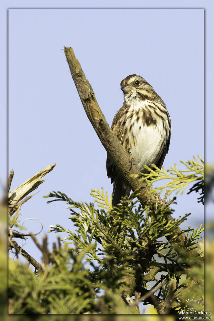 Song Sparrow