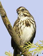 Song Sparrow