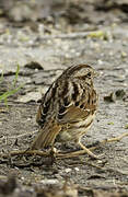 Song Sparrow