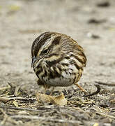 Song Sparrow