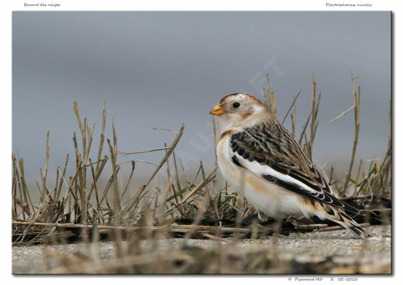 Snow Bunting