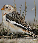 Snow Bunting