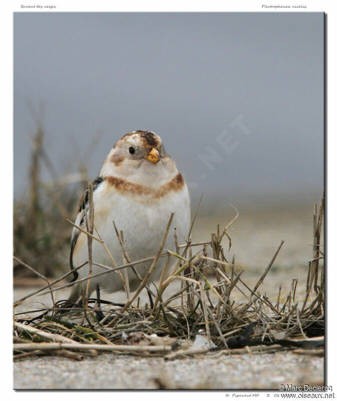 Snow Bunting male adult