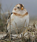 Snow Bunting