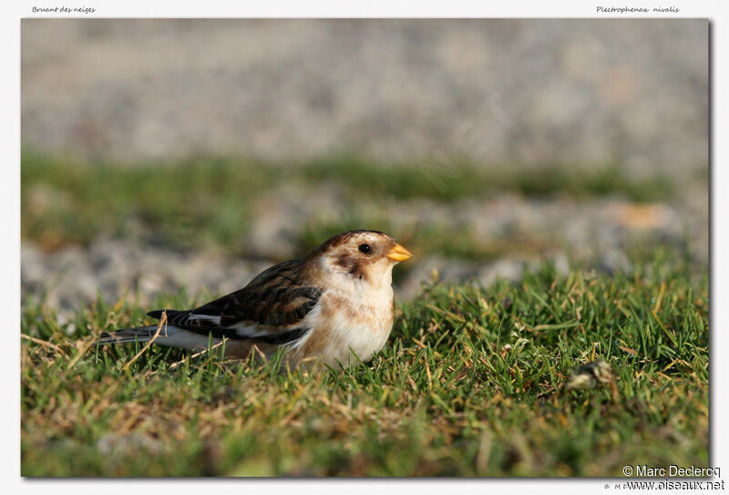 Snow Bunting, identification