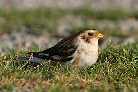 Snow Bunting