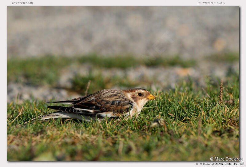 Snow Bunting, identification