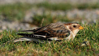 Snow Bunting